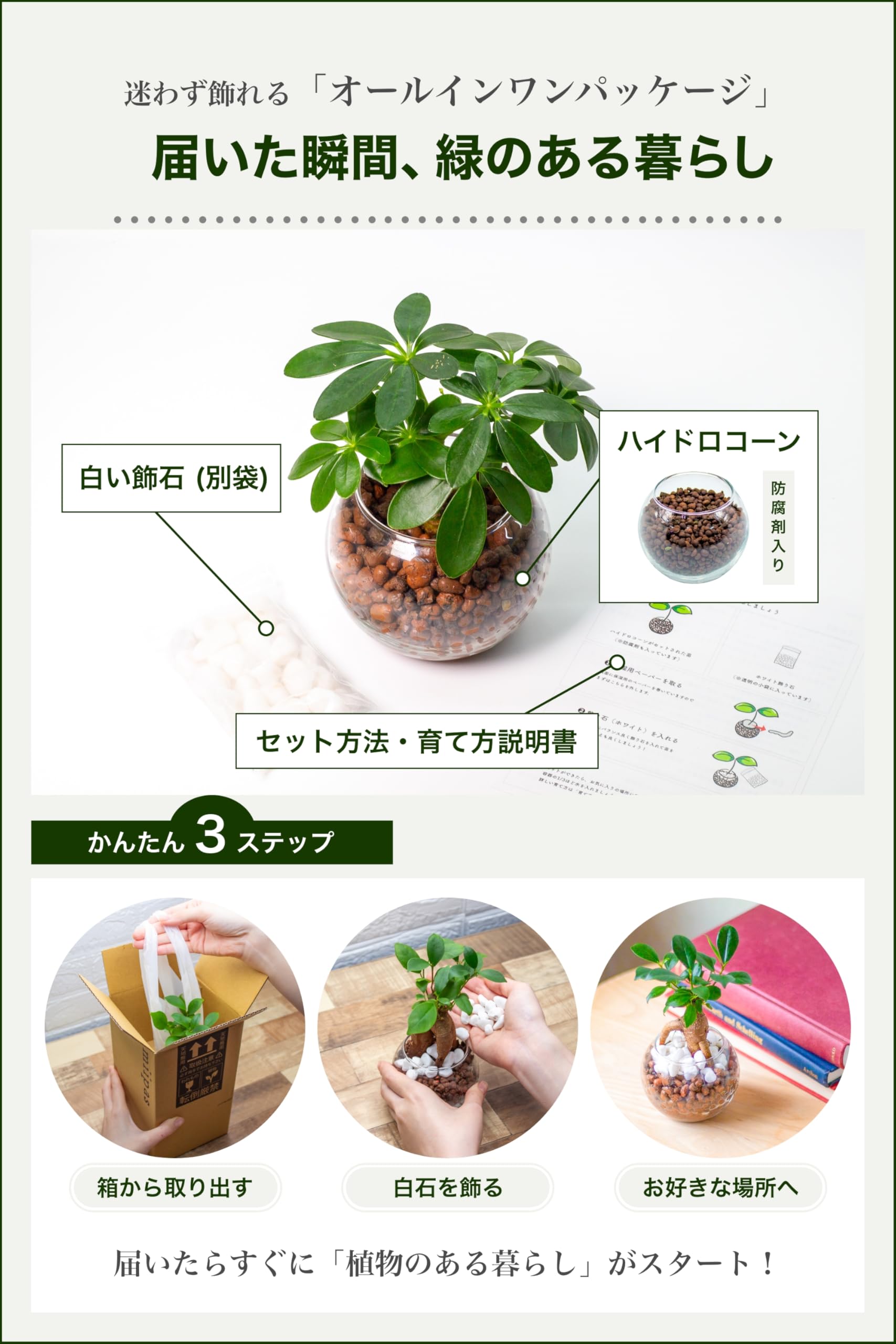 miipas カポック (シェフレラ) 観葉植物 ミニ ハイドロカルチャー